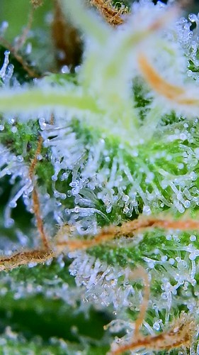 Growreport Bild 9