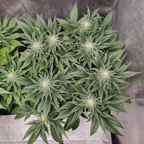 Growreport Bild 15