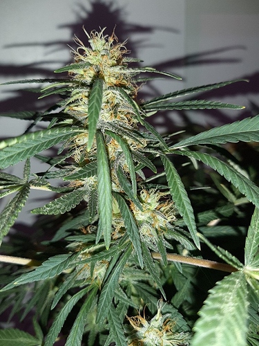 Growreport Bild 12