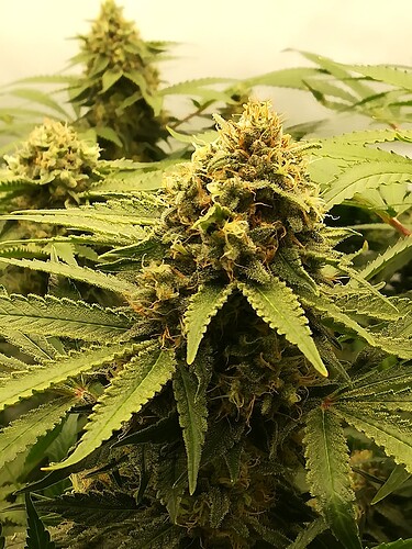 Growreport Bild 10