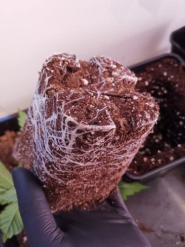 Growreport Bild 6