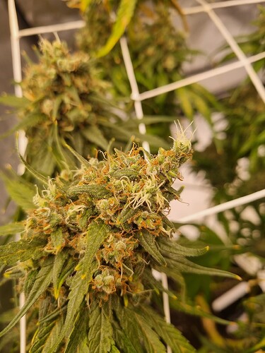 Growreport Bild 60