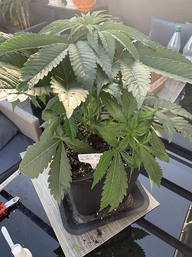 Growreport Bild 8