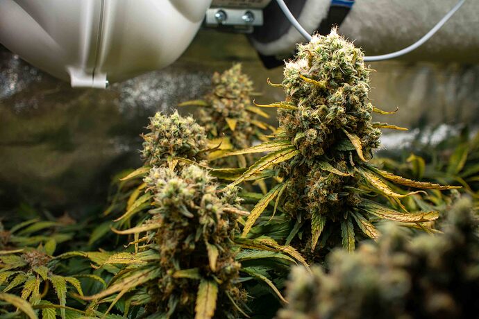 Growreport Bild 6