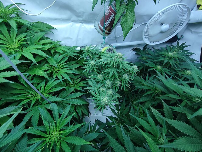 Growreport Bild 13