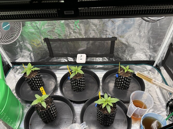 Growreport Bild 38