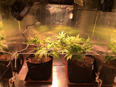 Growreport Bild 1