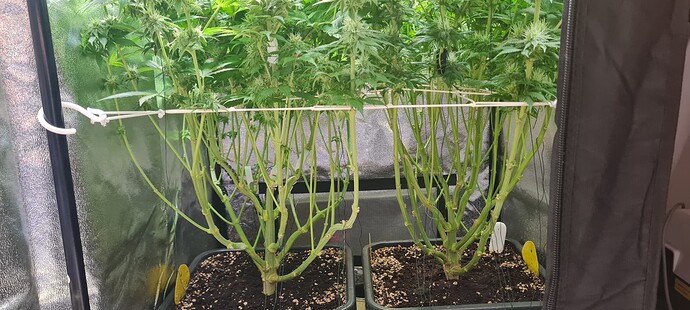 Growreport Bild 1