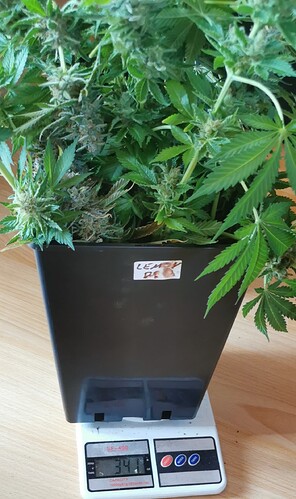 Growreport Bild 6