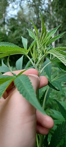 Growreport Bild 8