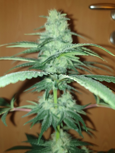 Growreport Bild 4