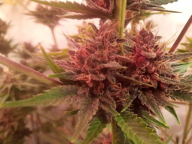 Growreport Bild 49