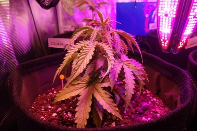 Eine junge Cannabispflanze in einem Stofftopf unter violettem LED-Licht. Die Pflanze hat mehrere Blätter und ist etwa 20 cm hoch. Im Hintergrund sind weitere Pflanzen und Wachstumsausrüstung zu sehen.