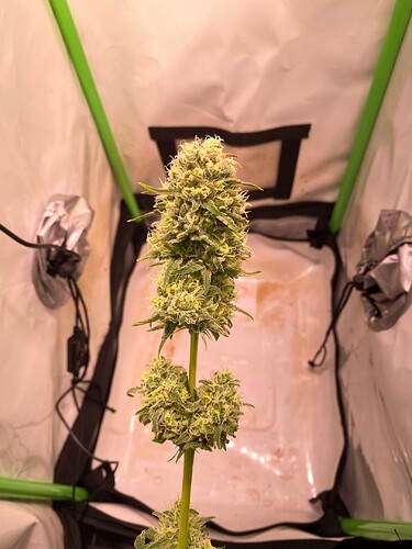 Growreport Bild 4