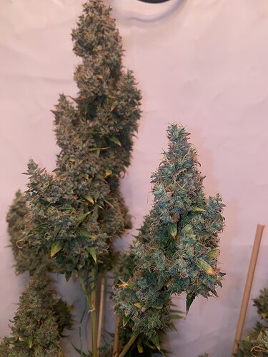 Growreport Bild 2