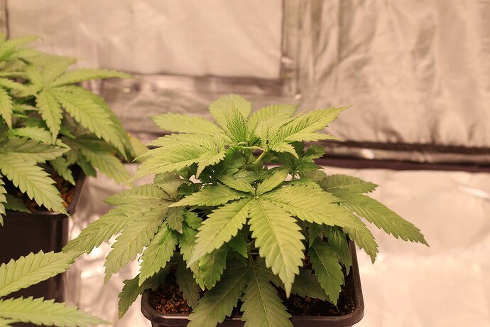 Growreport Bild 7