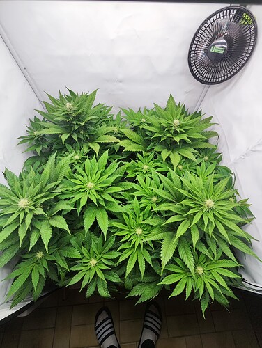 Growreport Bild 2