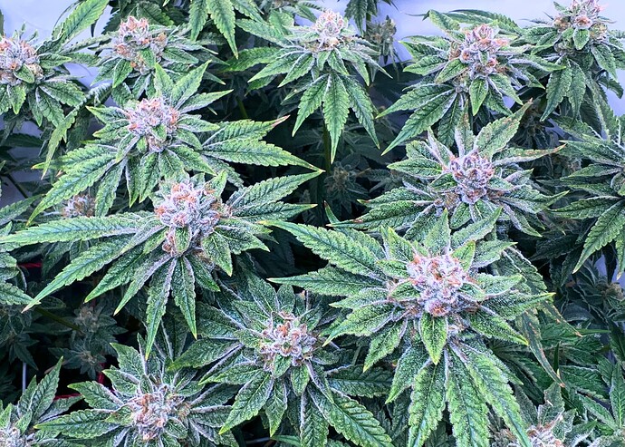 Growreport Bild 11