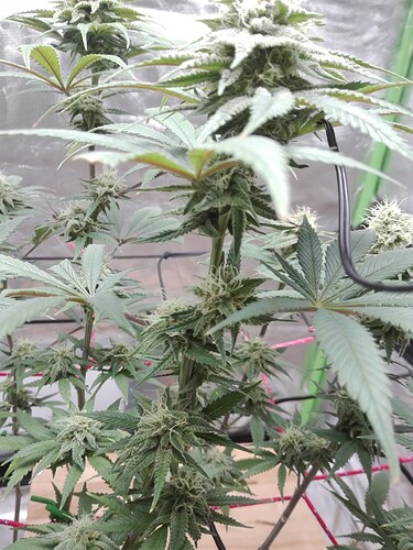 Growreport Bild 7