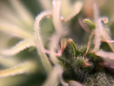 Growreport Bild 38