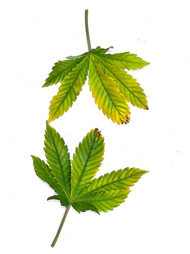 Growreport Bild 9