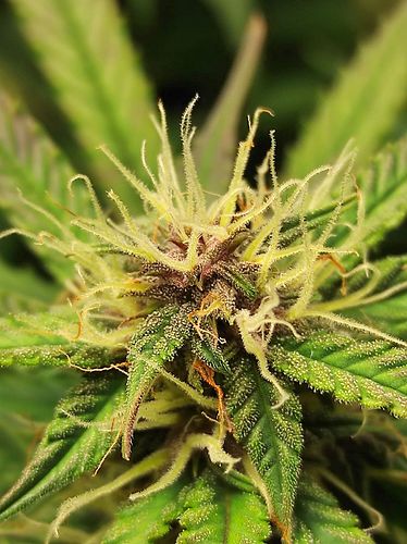 Growreport Bild 5