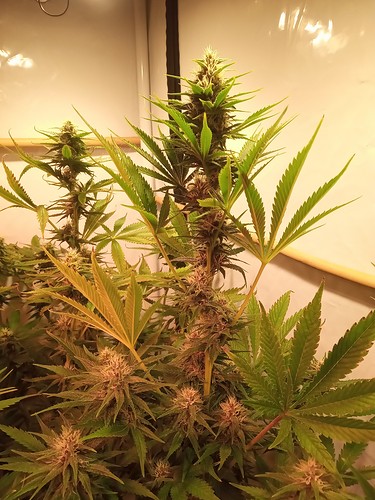 Growreport Bild 14