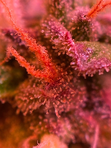 Growreport Bild 27