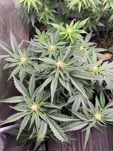 Growreport Bild 3