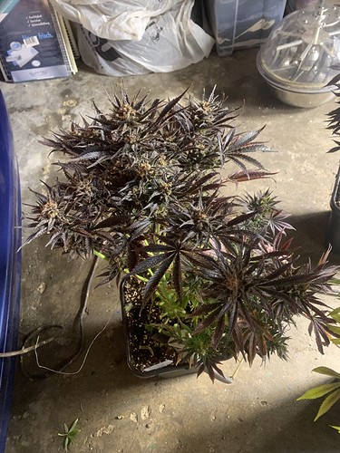 Growreport Bild 8