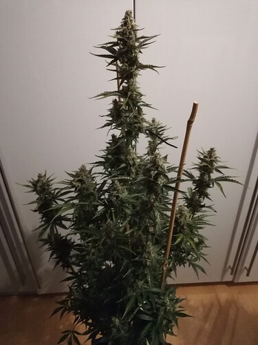 GG#3_240108-1