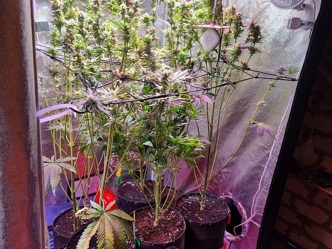 Growreport Bild 27