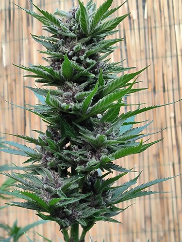 Growreport Bild 10