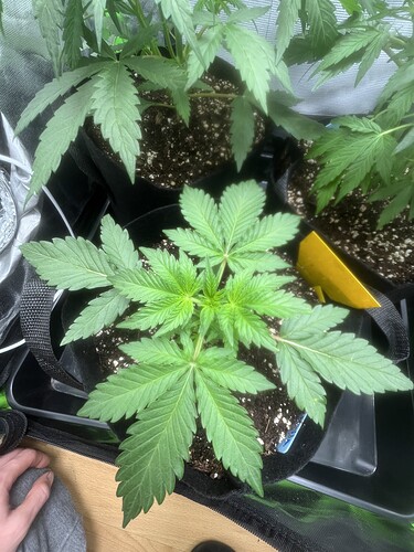 Growreport Bild 15