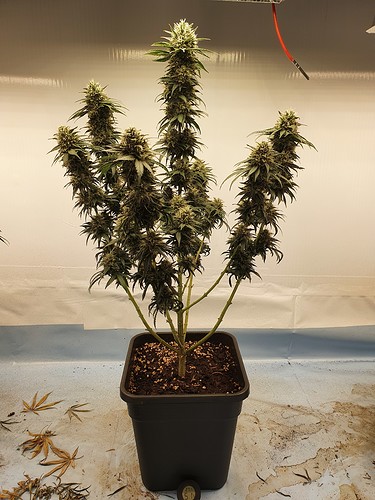 Growreport Bild 1