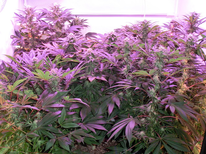 Growreport Bild 7