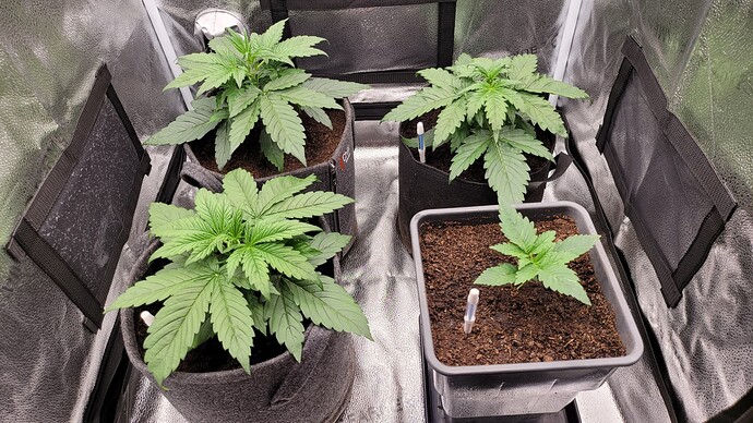 Growreport Bild 161
