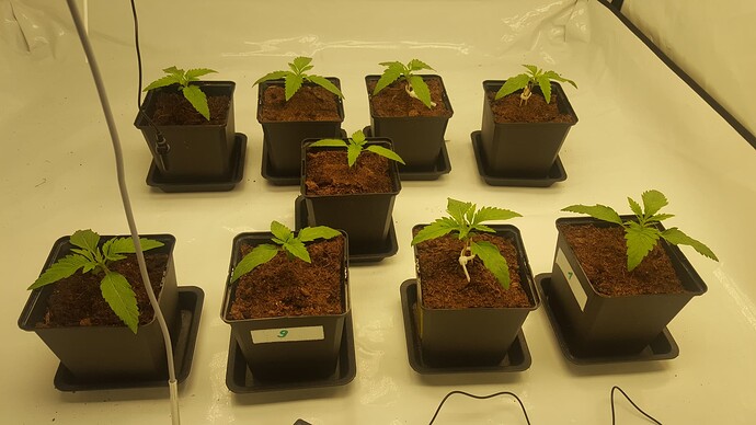 Growreport Bild 5