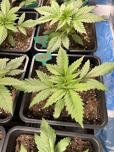 Growreport Bild 2