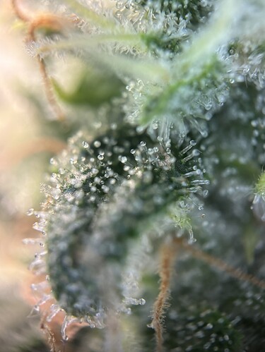 Growreport Bild 20
