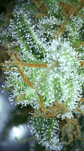 Growreport Bild 46