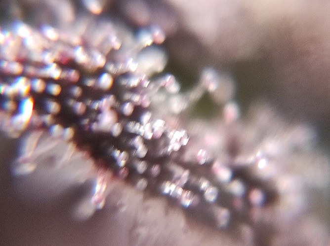 Growreport Bild 12