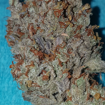 Growreport Bild 53