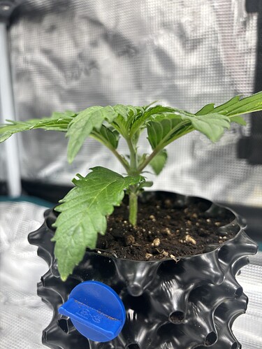 Growreport Bild 125