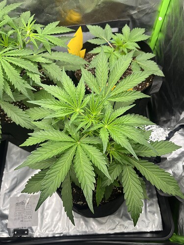 Growreport Bild 4