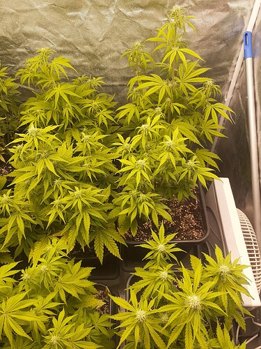Growreport Bild 6