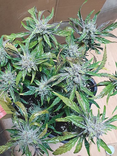 Growreport Bild 21