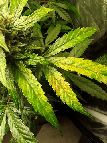 Growreport Bild 5
