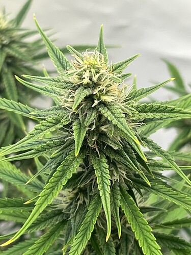 Growreport Bild 15