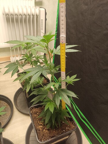 Growreport Bild 6